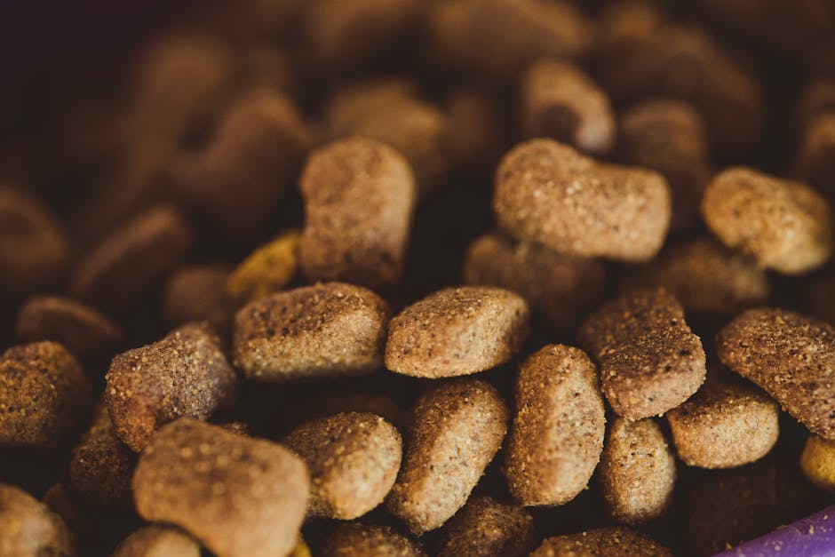 Best Dry Food for Cats