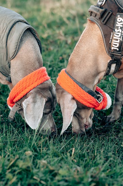 Positive Reinforcement: The Key to Effective Dog Training