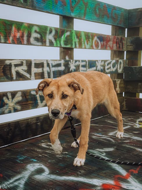 Potty Training Puppies: A Comprehensive Guide